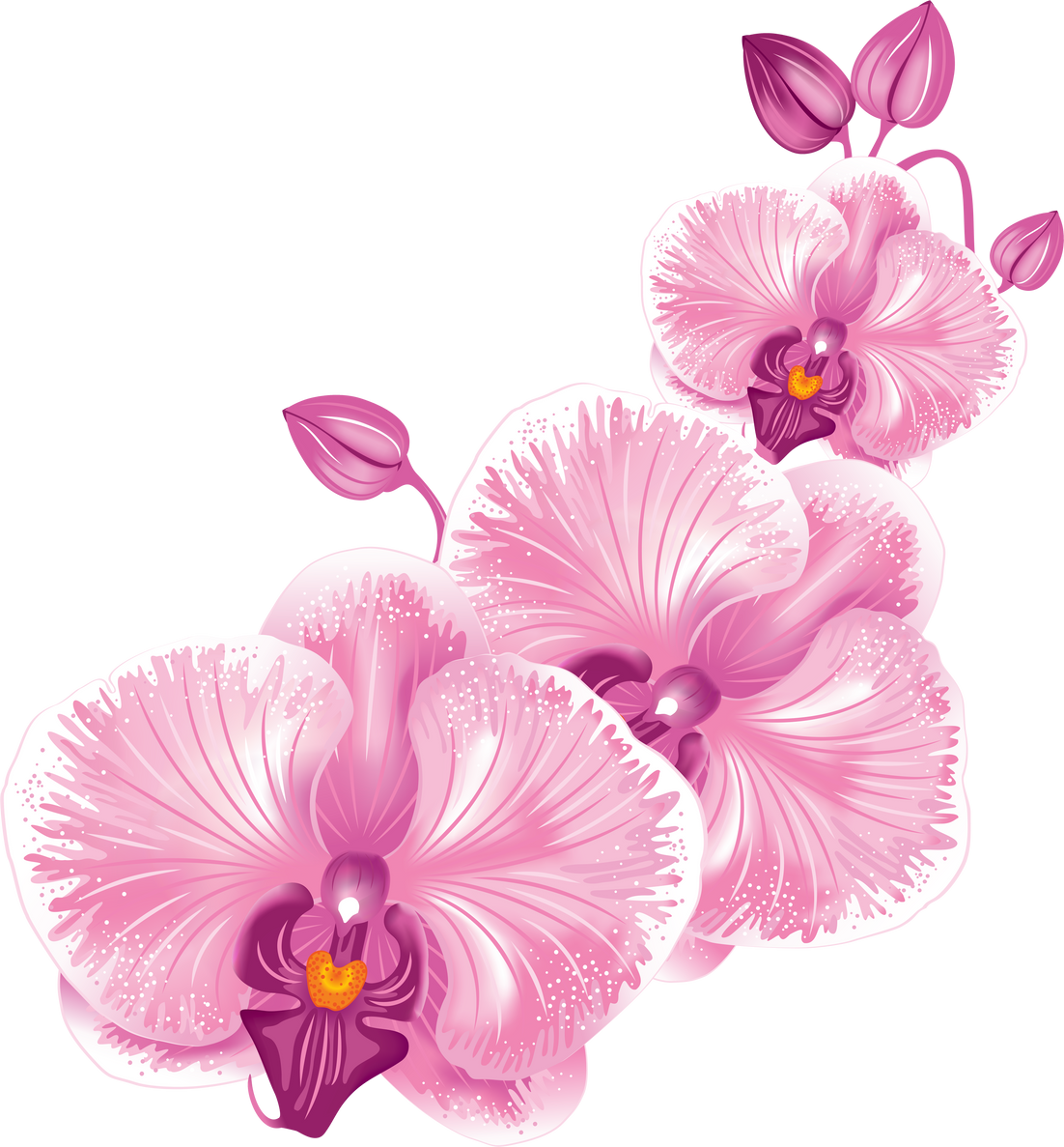 Orchid Flower Pink